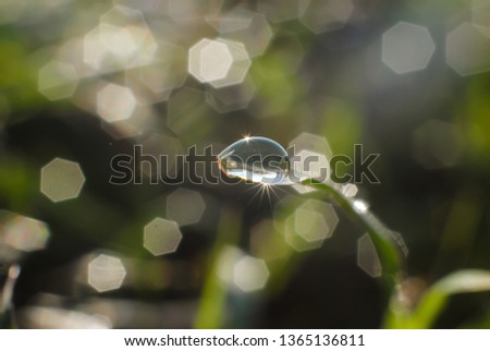 Exotic dew drops on grass. Nature abstract.