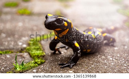 Beautiful fire salamander 