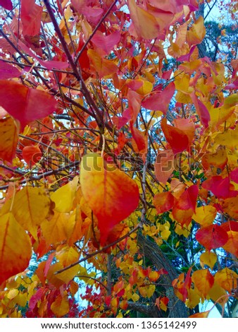 Colourful Autumn Leaves - Red and Gold
