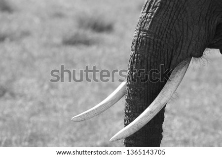 Elephant tusks in black and white