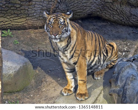 Young female Sumatran Tiger, Panthera tigris sumatrae
