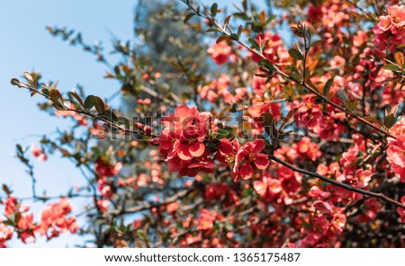 Japanese quince flowers. Chaenomeles, small red flowers in spring