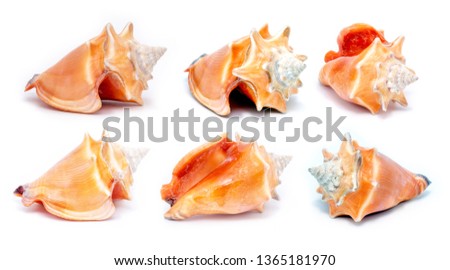 many sea shells in macro photography, photo of shells in high resolution, isolated.