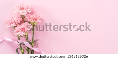 Beautiful fresh blooming baby pink color tender carnations isolated on bright pink background, mothers day thanks design concept,top view,flat lay,copy space,close up,mock up Royalty-Free Stock Photo #1365186326