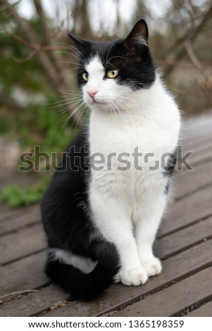A young male black and white colored cat