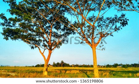 trees, blue sky and the farmland 
