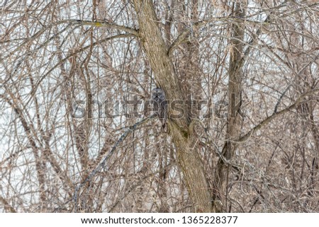 Great grey owl hunting in a winter background, Quebec, Canada.