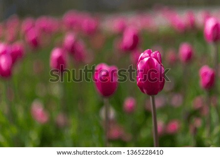 tulips blossom on blurred background. Selective focus, vintage toned picture