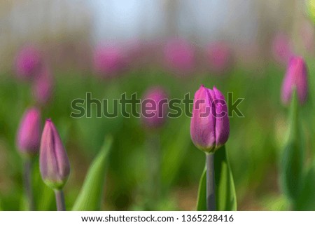 tulips blossom on blurred background. Selective focus, vintage toned picture