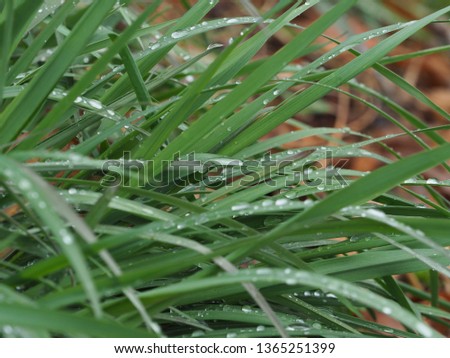 water drops in green leaves, rainy day