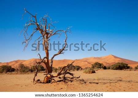 Sossusvlei  located in the southern part of the Namib Desert national parks of namibia between desert and savannah