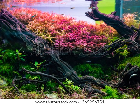 close up image of landscape nature style aquarium tank with a variety of red stem aquatic plants inside.