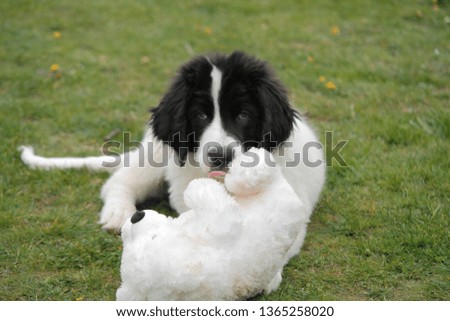 dog playing  on grass