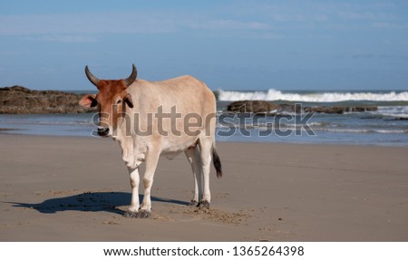 Cow looking relaxed at Second Beach, Port St Johns on the wild coast in Transkei, South Africa. The local Nguni cows come down to the beach during the day to cool off and hang out.