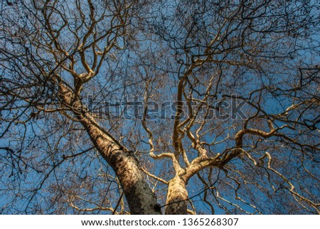 Tree top against blue sky, Detailed of tree branches in the garden in London. Save the Earth concept.