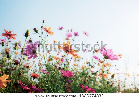 Cosmos on field with the colorful at sunlight. Royalty-Free Stock Photo #1365274835