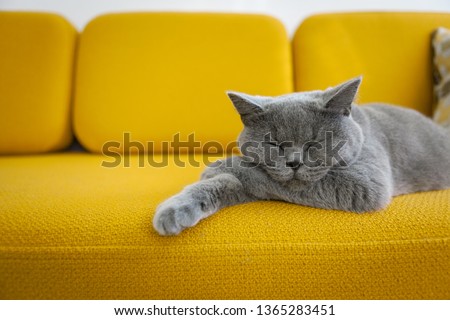 Cat sleeping on a mustard yellow sofa. Royalty-Free Stock Photo #1365283451