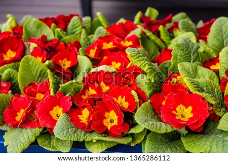Red primroses bloom in the city flower bed
