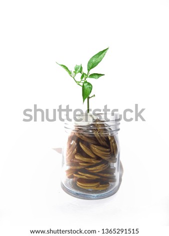 Money Grow Plant Concept