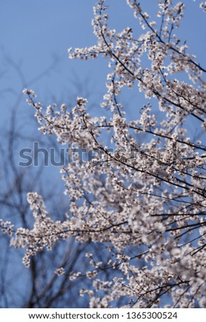 The beautiful spring flowers view with the blooming white blossoms on the trees in the garden