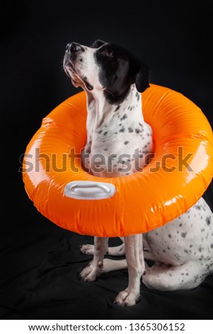 bandog on a black background with an inflatable circle