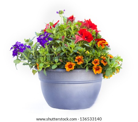 Flower pot isolated Royalty-Free Stock Photo #136533140