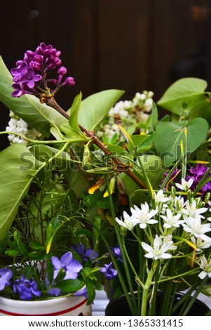 spring flowers lilac in vase