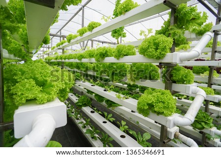 Fresh organic vegetable grown using aquaponic or hydroponic farming Royalty-Free Stock Photo #1365346691