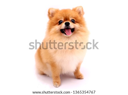Pomeranian dog on a white background. Royalty-Free Stock Photo #1365354767