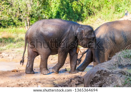 Elephants walking over the mud, Thailand