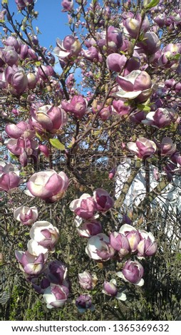 blossoms of magnolia from close-up
