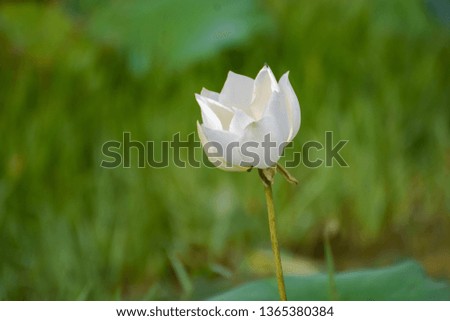 White lotus on the new morning
