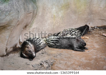 Sleepy porcupines on the ground