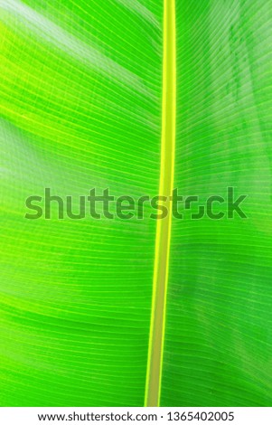 Macro shot of green palm leaf streak structure surface, texture image with selective focus. Exotic palm tree plant leaves. Pollution free nature symbol. Background, copy space, close up.