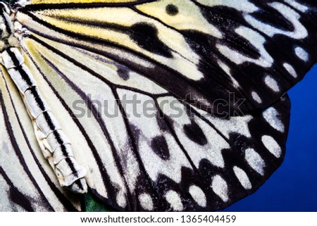 Butterfly wing texture, close up of detail of butterfly wing for background.