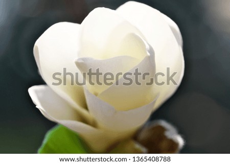 White magnolia flowers closeup bloom bright sunny spring day