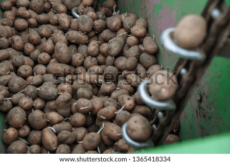 Potatoes in a bunker in the field