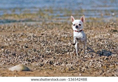 running dog near the river
