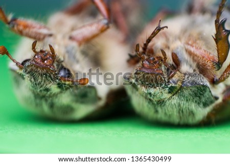 Summer chafer or European june beetle, Amphimallon solstitiale