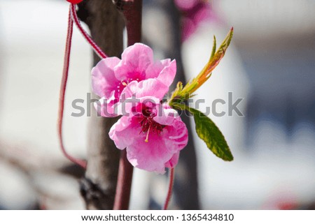 Close up macro photo of tiny pink flowers, blossoms, branches of a tree in spring season, beautiful springtime, blue sky background, tiny green leaves