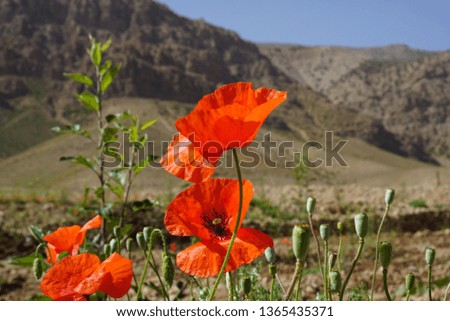 red poppy morocco