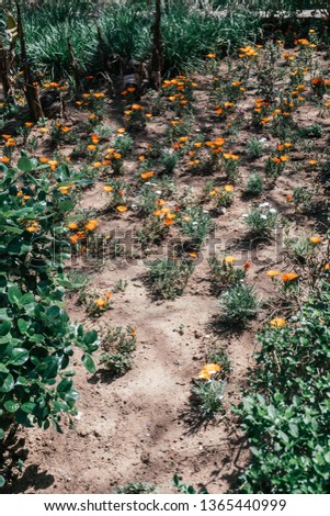 orange flowers in morocco
