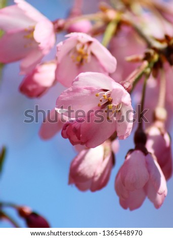 Photo of pink blossom sakura tree with blue sky in background