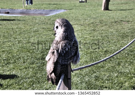 A picture of an Eagle Owl on a post