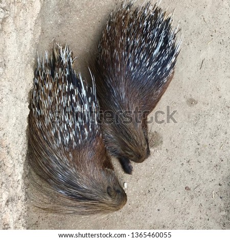 two porcupines in the zoo. View from above