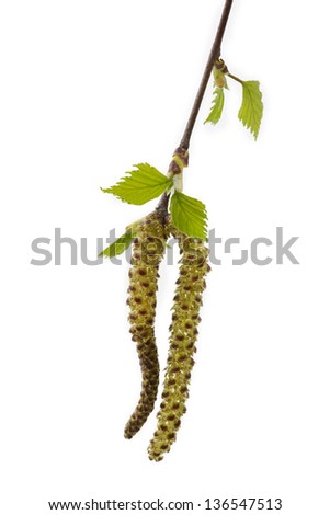 Young branch of birch with buds and leaves on white