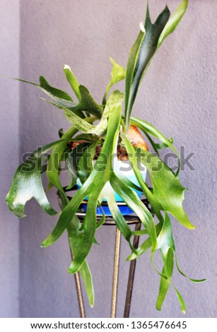 a Platicerium plant