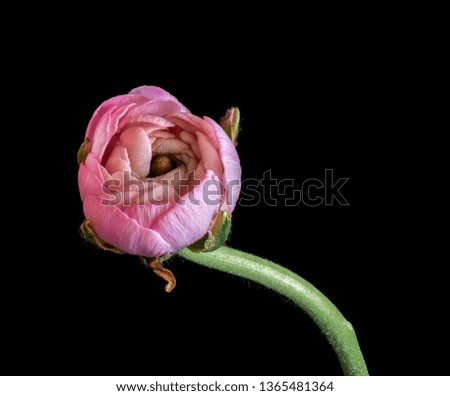 Detailed fine art still life color macro of an isolated single young pink buttercup blossom about to open with stem on black background in vintage painting style