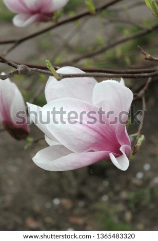 Pink magnolia spring flower blossom, chic floral bloom photo, unique tree blossoming  in march