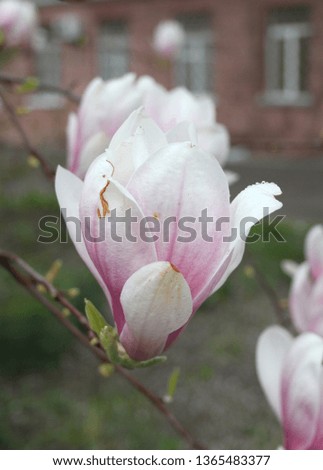Pink magnolia spring flower blossom, chic floral bloom photo, unique tree blossoming  in march